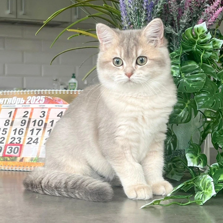 Jaklin British Shorthair Kittens | Buy a kitten. 