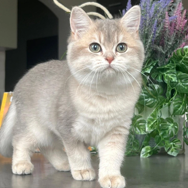 Jaklin British Shorthair Kittens | Buy a kitten. 