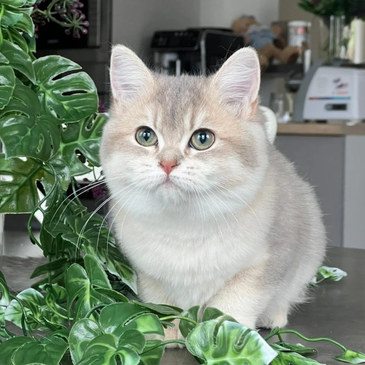 Jaklin British Shorthair Kittens | Buy a kitten. 