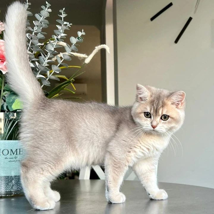 Jaklin British Shorthair Kittens | Buy a kitten. 