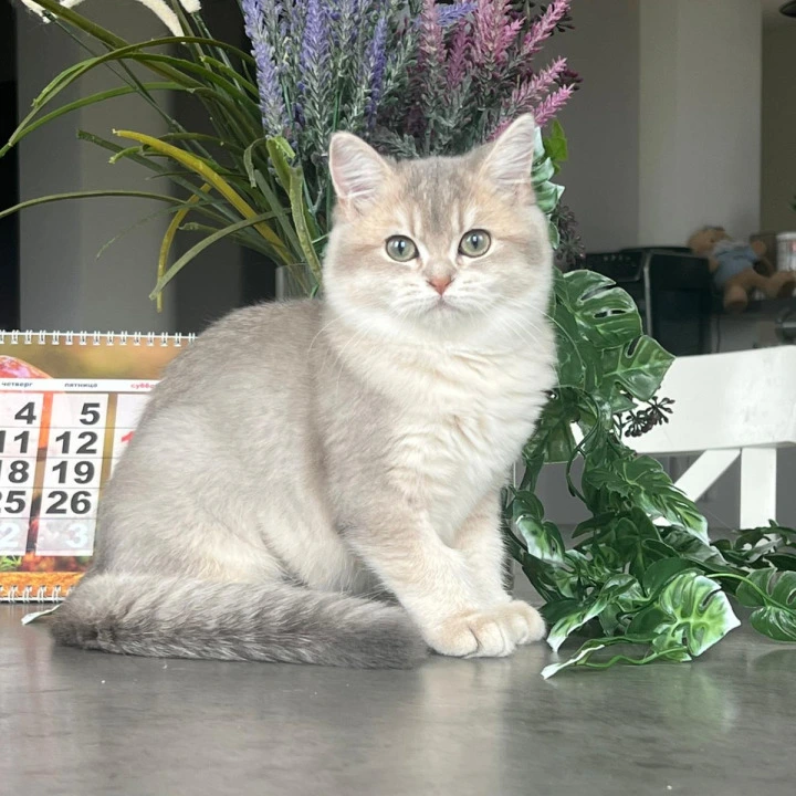 Jaklin British Shorthair Kittens | Buy a kitten. 