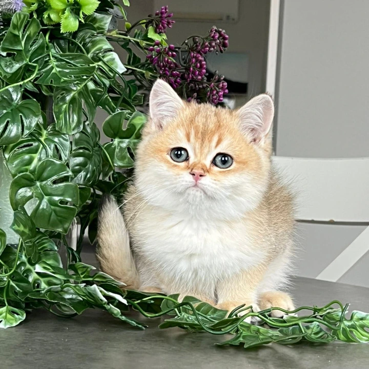 Karamel British Shorthair Kittens | Buy a kitten. 