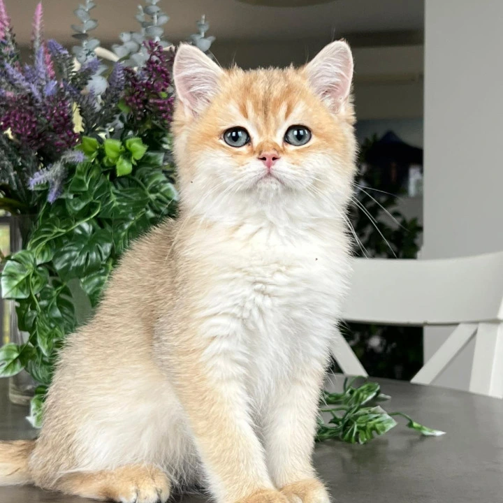 Karamel British Shorthair Kittens | Buy a kitten. 