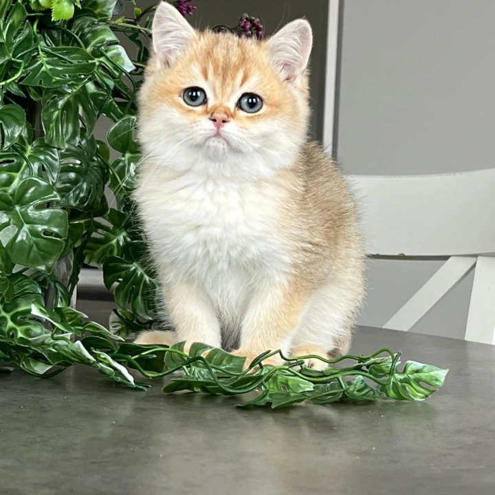 Karamel British Shorthair Kittens | Buy a kitten. 