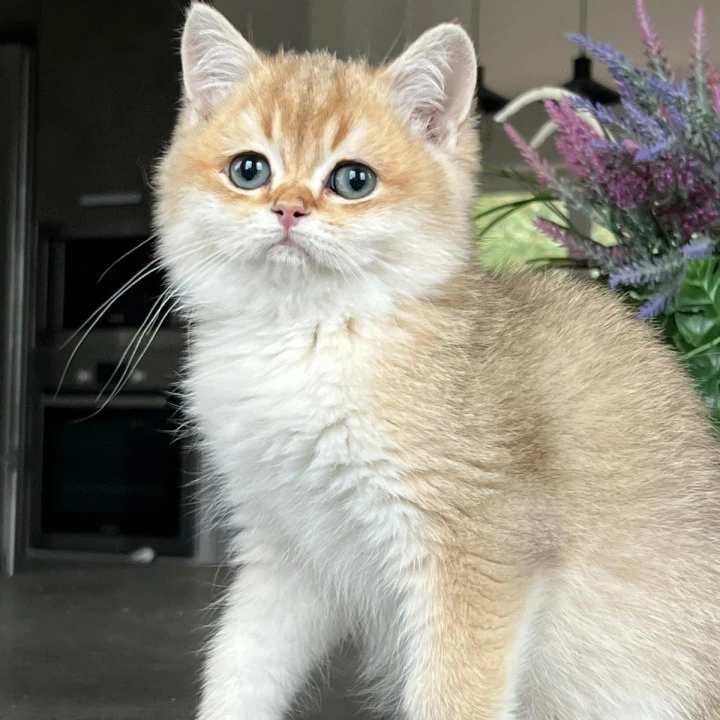 Karamel British Shorthair Kittens | Buy a kitten. 