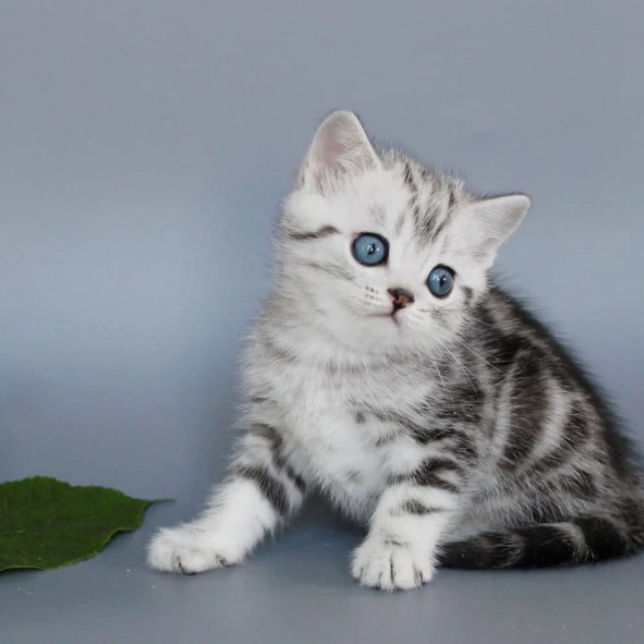 Unis British Shorthair Kittens | Kitten for sale. 