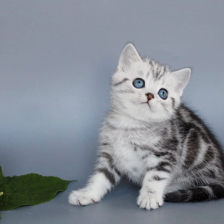 Unis British Shorthair Kittens | Kitten for sale. 