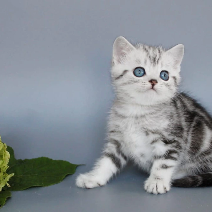 Unis British Shorthair Kittens | Kitten for sale. 