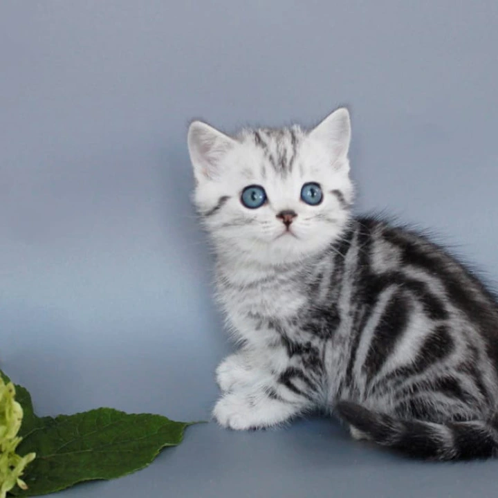 Unis British Shorthair Kittens | Kitten for sale. 