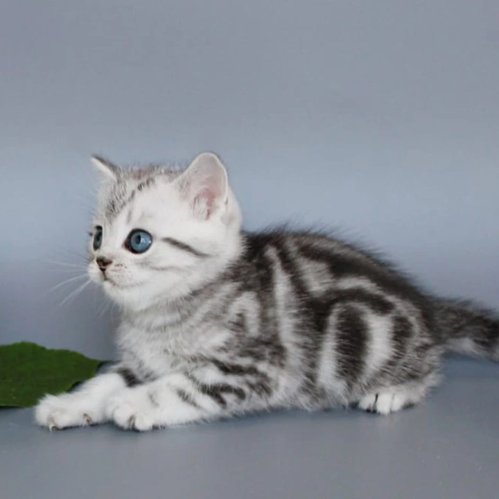 Unis British Shorthair Kittens | Kitten for sale. 