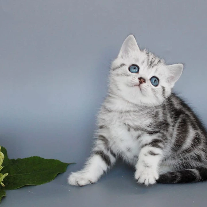 Unis British Shorthair Kittens | Kitten for sale. 