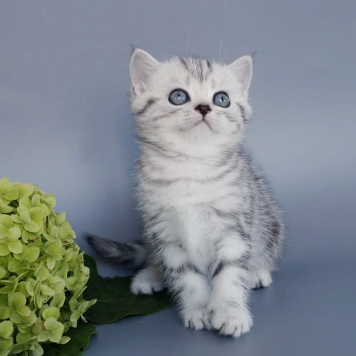 Una British Shorthair Kittens | Large selection of kittens. 