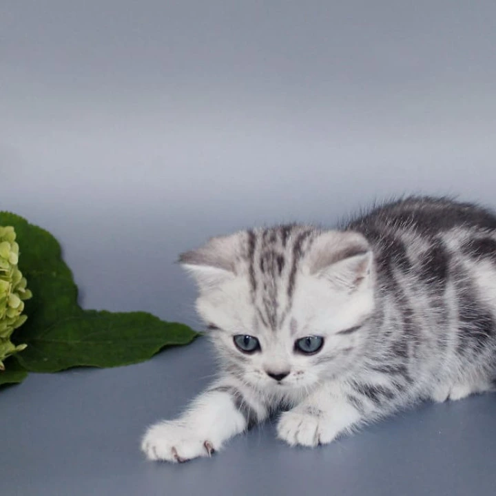 Una British Shorthair Kittens | Large selection of kittens. 