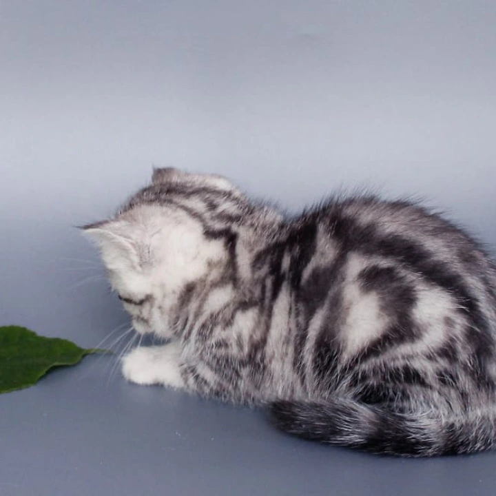 Una British Shorthair Kittens | Large selection of kittens. 