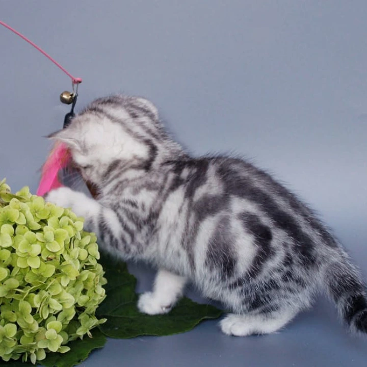 Una British Shorthair Kittens | Large selection of kittens. 