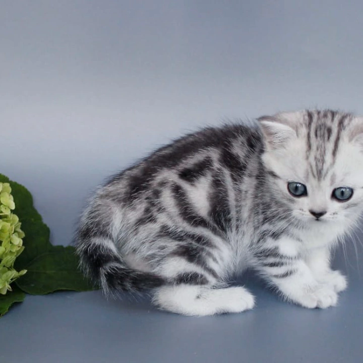 Una British Shorthair Kittens | Large selection of kittens. 