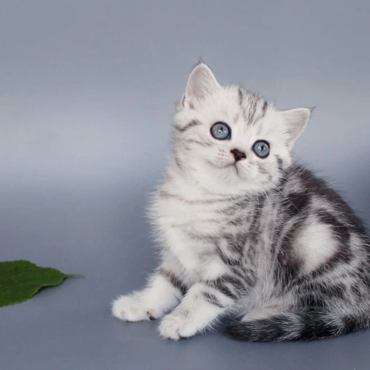 Una British Shorthair Kittens | Large selection of kittens. 