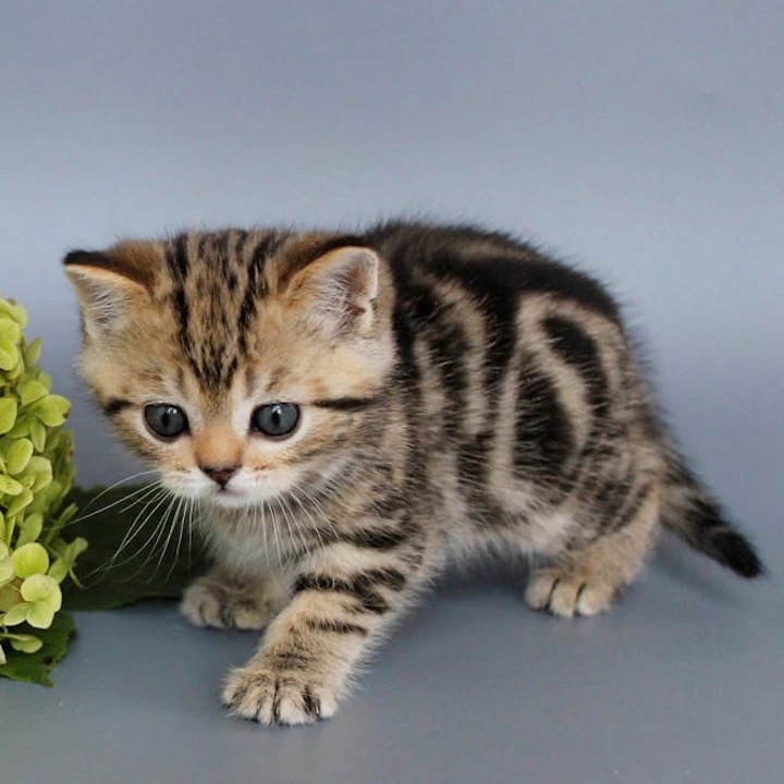 Ully British Shorthair Kittens | Kittens for sale. 