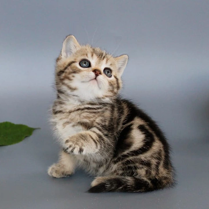Ully British Shorthair Kittens | Kittens for sale. 