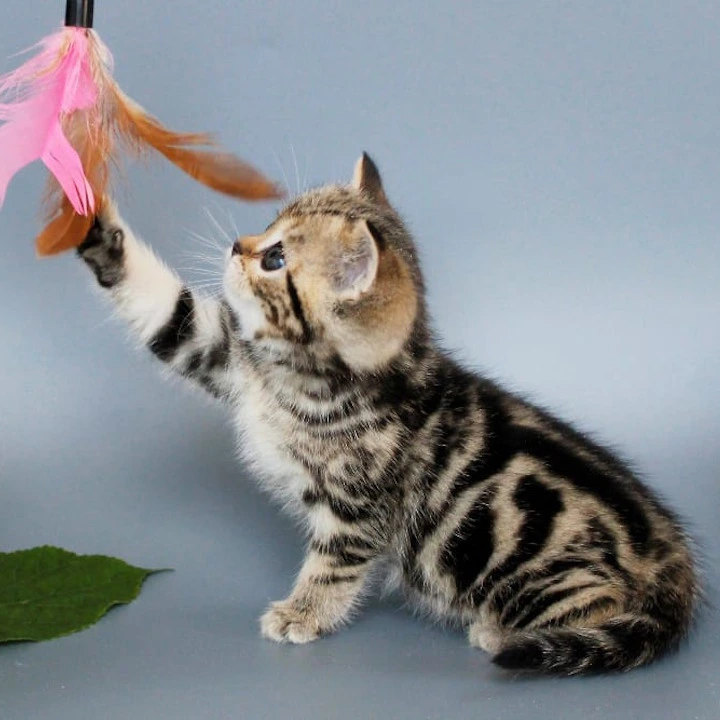 Ully British Shorthair Kittens | Kittens for sale. 