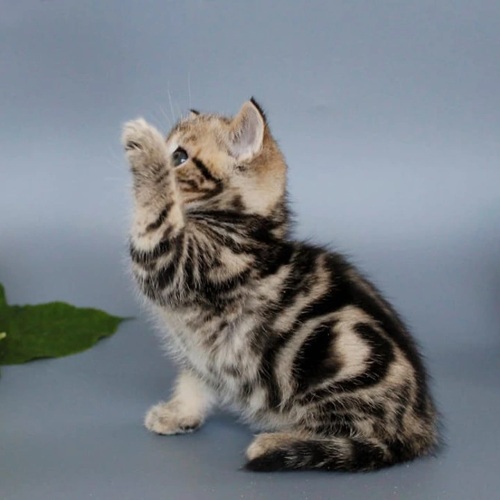 Ully British Shorthair Kittens | Kittens for sale. 
