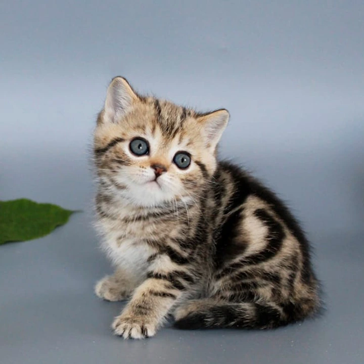 Ully British Shorthair Kittens | Kittens for sale. 