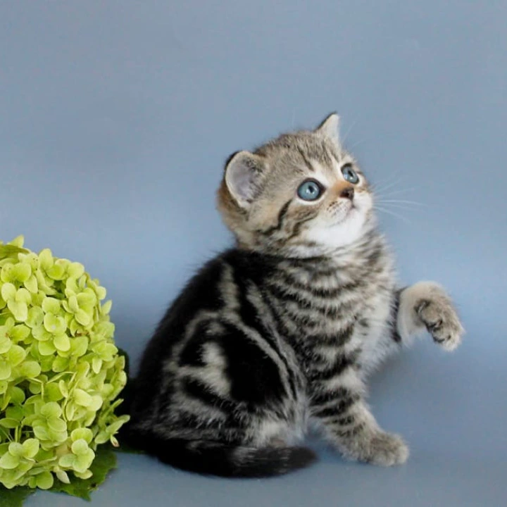 Ulia British Shorthair Kittens | Kittens for sale. 