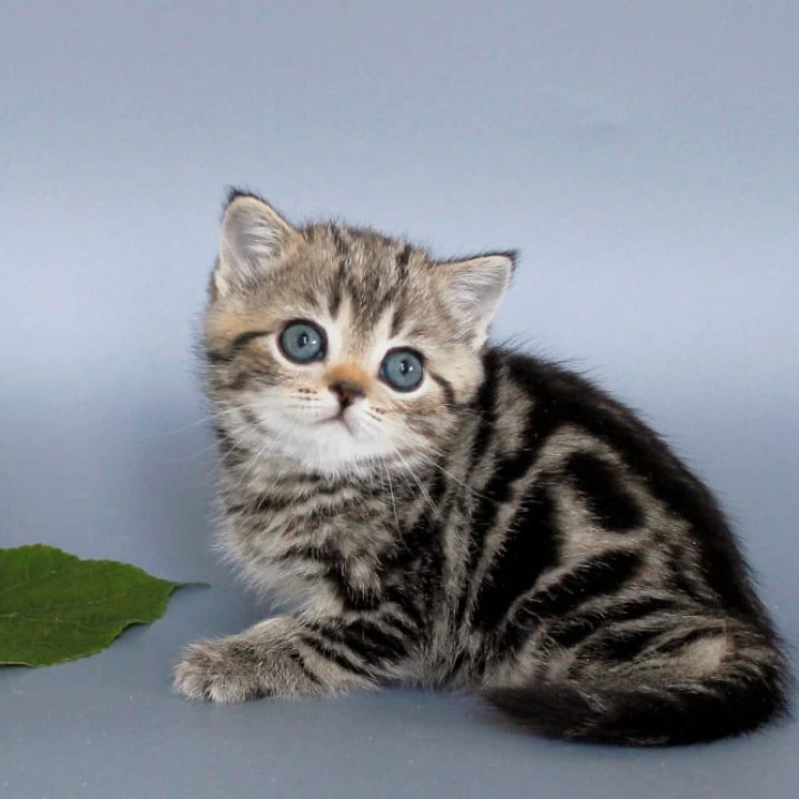 Ulia British Shorthair Kittens | Kittens for sale. 