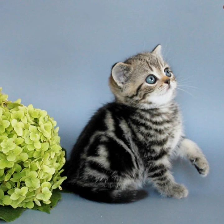 Ulia British Shorthair Kittens | Kittens for sale. 