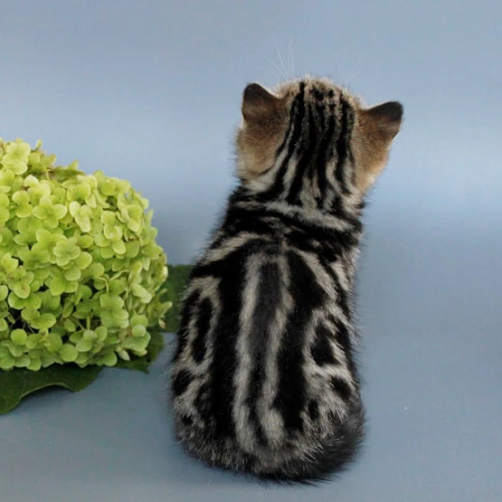 Ulia British Shorthair Kittens | Kittens for sale. 