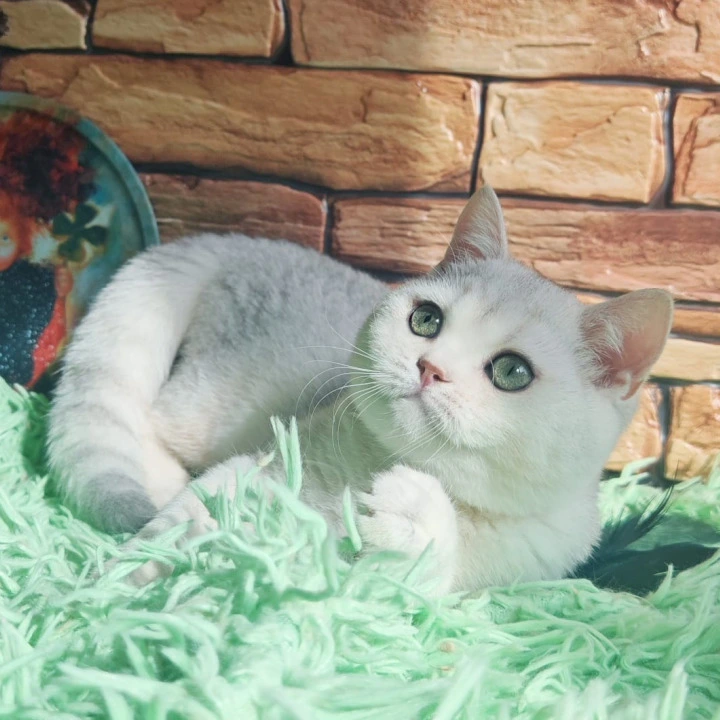 Stefan British Shorthair Kittens | Kitten for sale. 