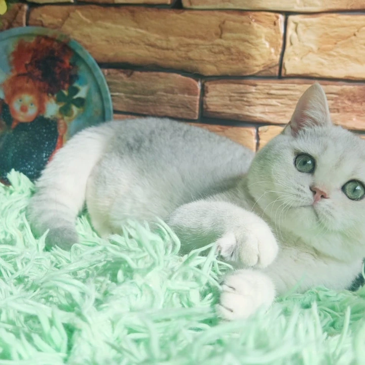 Stefan British Shorthair Kittens | Kitten for sale. 