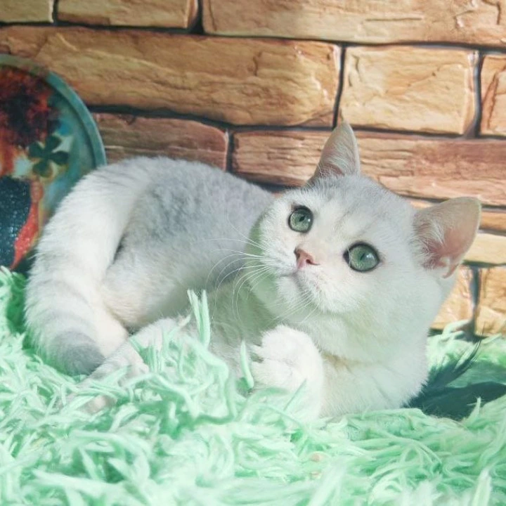 Stefan British Shorthair Kittens | Kitten for sale. 