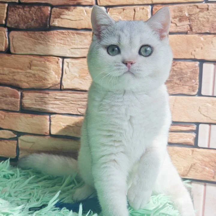 Stefan British Shorthair Kittens | Kitten for sale. 