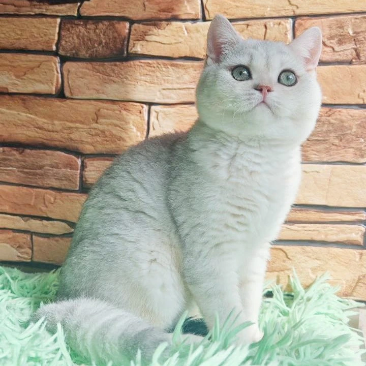Stefan British Shorthair Kittens | Kitten for sale. 