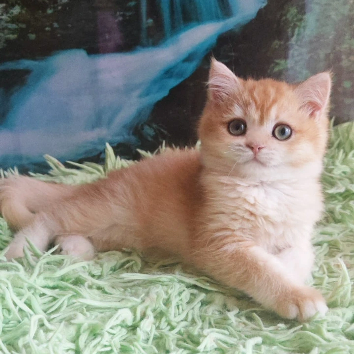 Uill British Shorthair Kittens | Kittens for sale. 