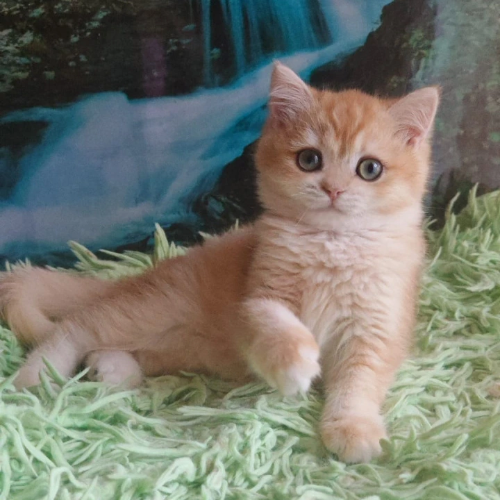 Uill British Shorthair Kittens | Kittens for sale. 