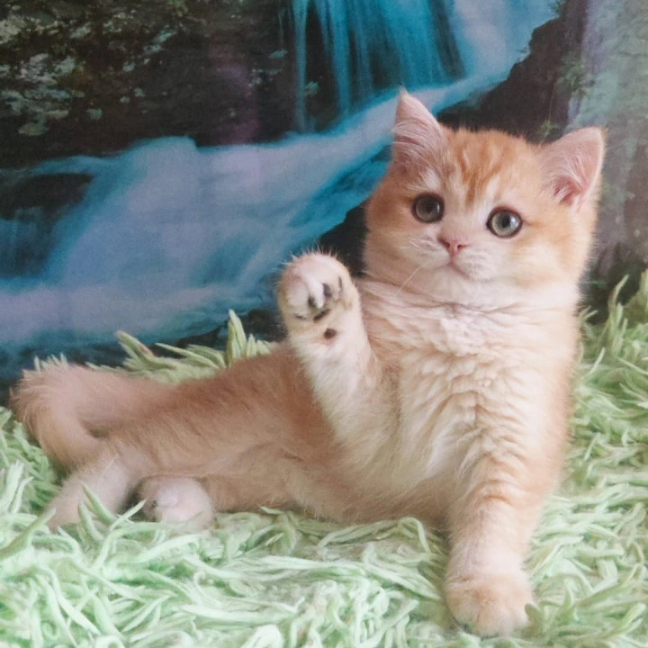 Uill British Shorthair Kittens | Kittens for sale. 