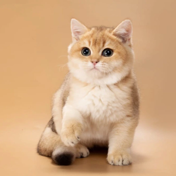 Sirius British Shorthair Kittens | Kittens for sale. 