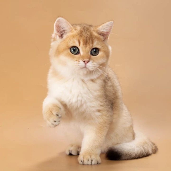 Sirius British Shorthair Kittens | Kittens for sale. 
