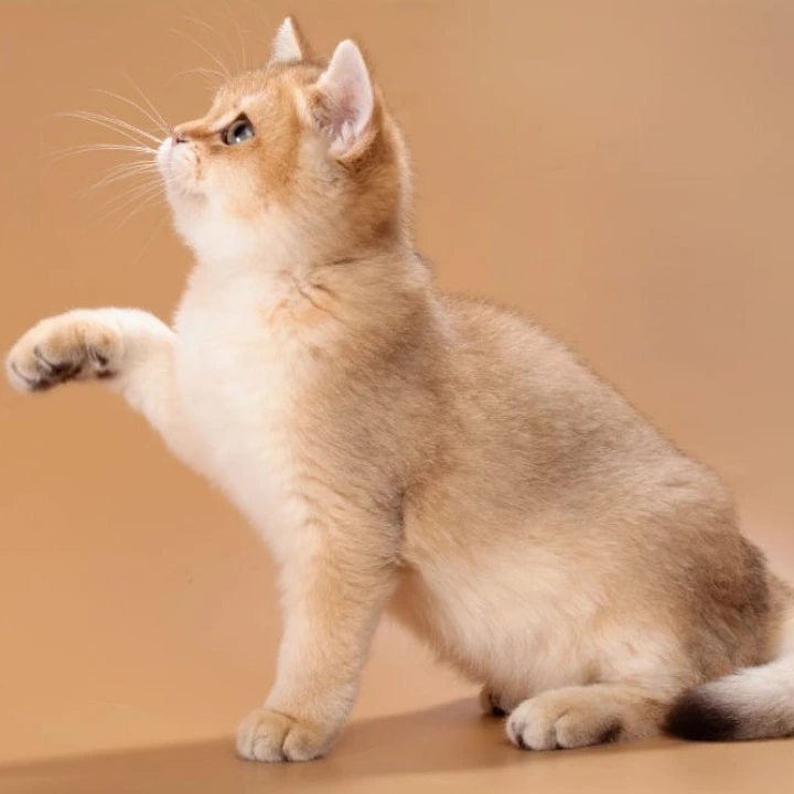 Sirius British Shorthair Kittens | Kittens for sale. 