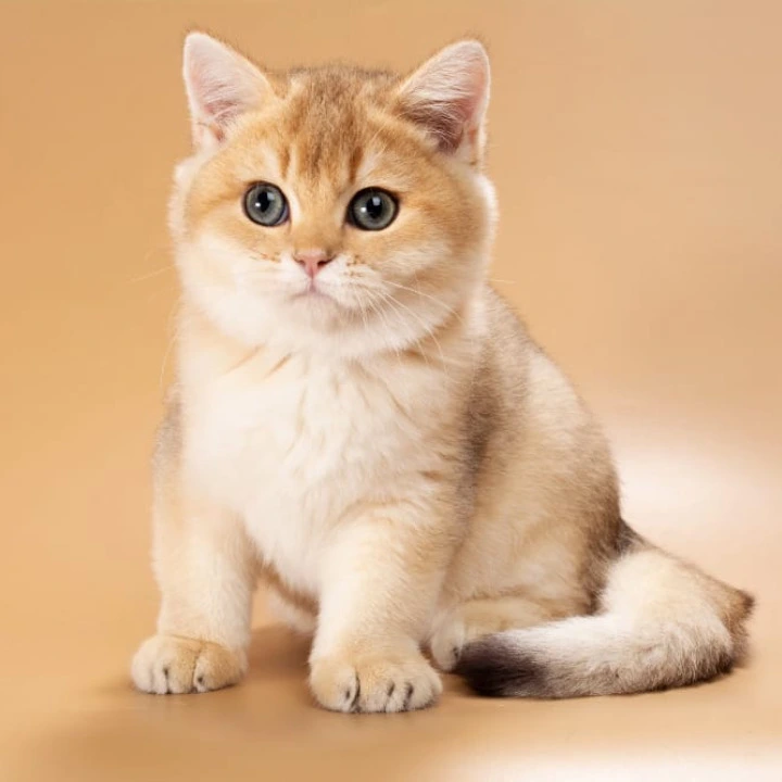 Sirius British Shorthair Kittens | Kittens for sale. 