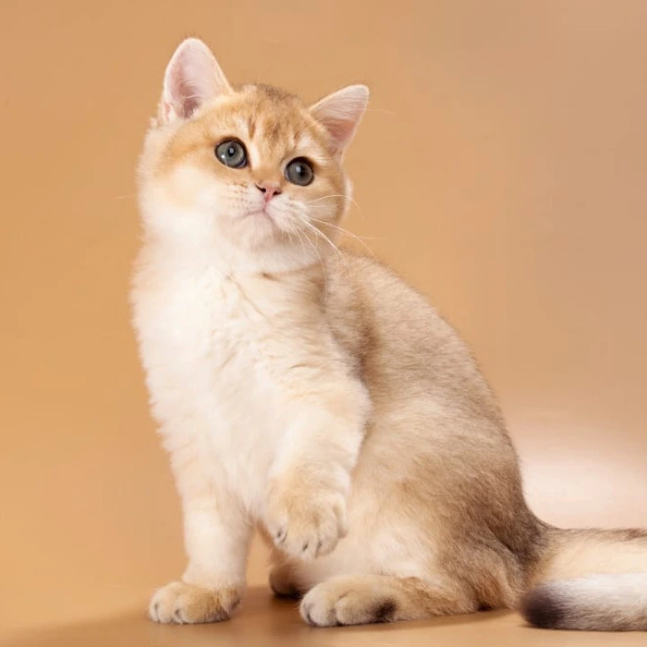 Sirius British Shorthair Kittens | Kittens for sale. 