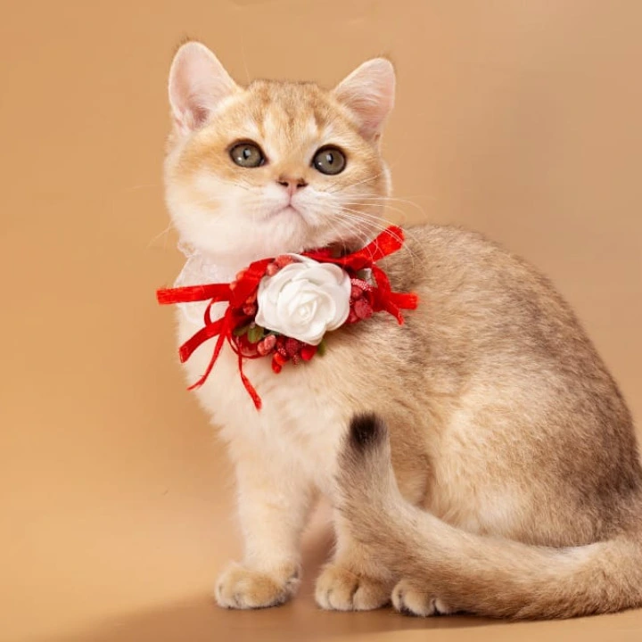 Sophie British Shorthair Kittens | Kitten for sale. 
