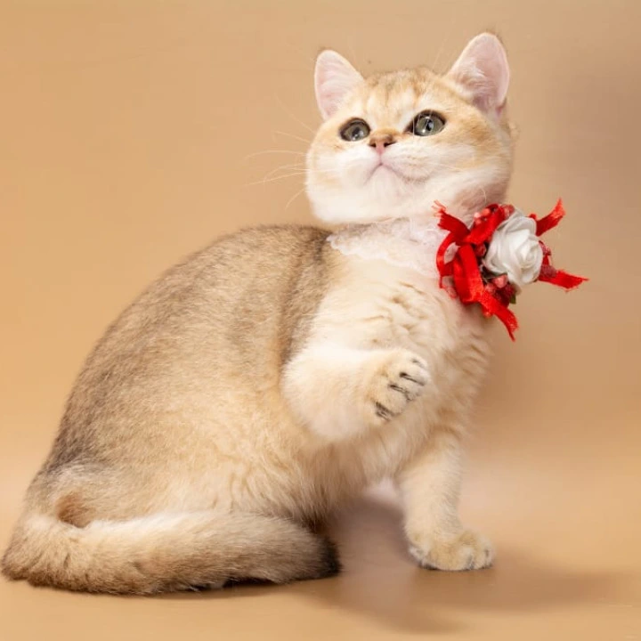 Sophie British Shorthair Kittens | Kitten for sale. 