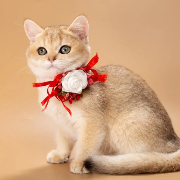 Sophie British Shorthair Kittens | Kitten for sale. 