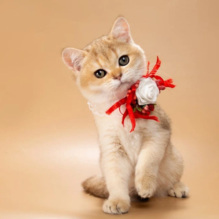 Sophie British Shorthair Kittens | Kitten for sale. 