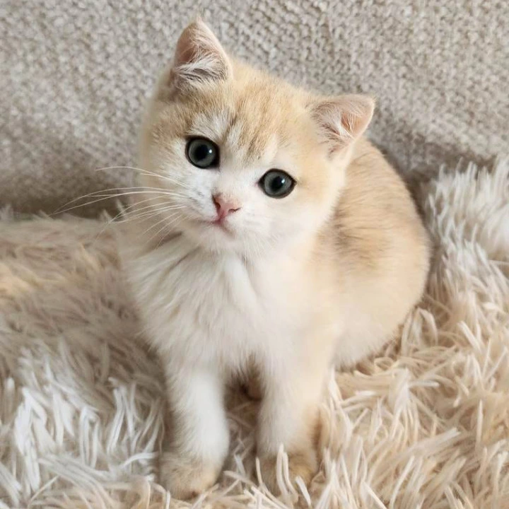 Sonic British Shorthair Kittens | Large selection of kittens. 