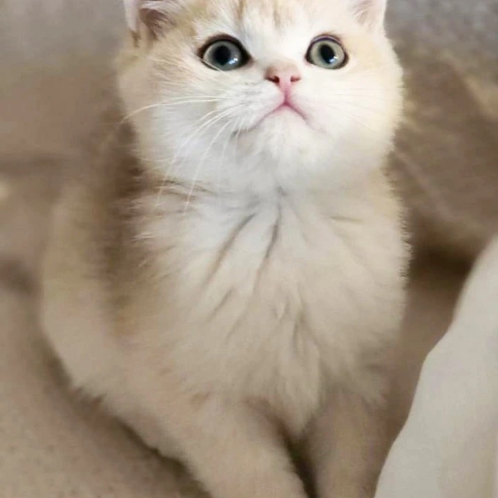 Sonic British Shorthair Kittens | Large selection of kittens. 