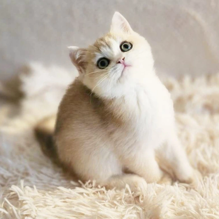 Sonic British Shorthair Kittens | Large selection of kittens. 